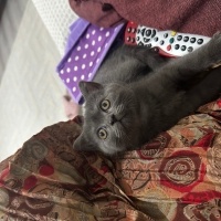 British Shorthair, Kedi  Gri british fotoğrafı