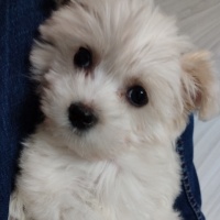 Maltese, Köpek  lily fotoğrafı
