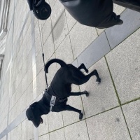 Labrador Retriever, Köpek  Şila fotoğrafı