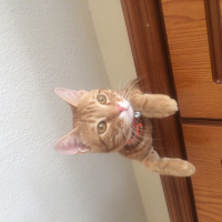 Tekir Kedi, Kedi  Pati fotoğrafı