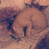 Tekir Kedi, Kedi  Mia  fotoğrafı