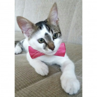 Tekir Kedi, Kedi  Ponçik  fotoğrafı