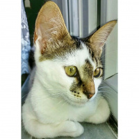 Tekir Kedi, Kedi  Ponçik  fotoğrafı