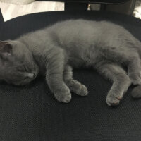 British Shorthair, Kedi  Zilli fotoğrafı