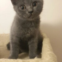 British Shorthair, Kedi  Zilli fotoğrafı