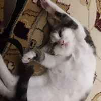 Bengal, Kedi  Akira fotoğrafı
