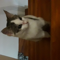 Bengal, Kedi  Akira fotoğrafı