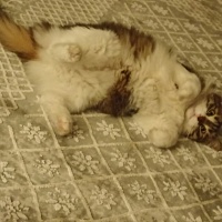 Bengal, Kedi  Akira fotoğrafı