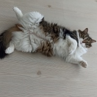 Bengal, Kedi  Akira fotoğrafı