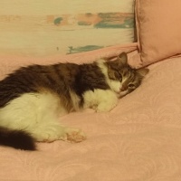 Bengal, Kedi  Akira fotoğrafı