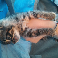 Tekir Kedi, Kedi  Pati fotoğrafı