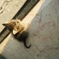 Tekir Kedi, Kedi  Pati fotoğrafı