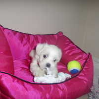Maltese, Köpek  Pafiii fotoğrafı