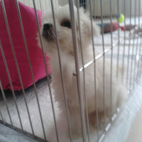 Maltese, Köpek  Pafiii fotoğrafı