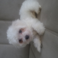 Maltese, Köpek  Pafiii fotoğrafı