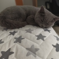British Shorthair, Kedi  Gümüş fotoğrafı