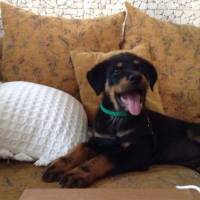 Rottweiler, Köpek  Paşa fotoğrafı