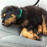 Rottweiler, Köpek  Paşa fotoğrafı