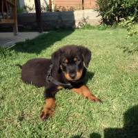 Rottweiler, Köpek  Paşa fotoğrafı