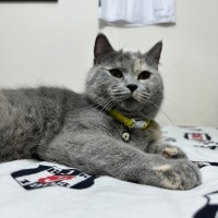 British Shorthair, Kedi  Mia fotoğrafı