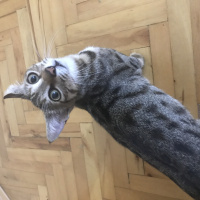 Tekir Kedi, Kedi  Çita fotoğrafı