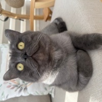 Brazilian Shorthair, Kedi  Tom fotoğrafı