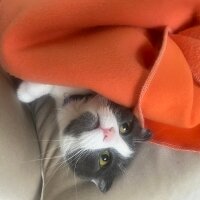 Scottish Fold, Kedi  mia fotoğrafı