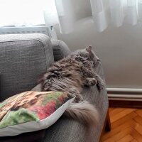 British Longhair, Kedi  Mia fotoğrafı