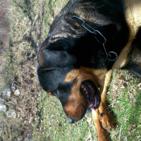 Rottweiler, Köpek  ateş fotoğrafı