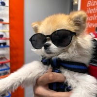 Pomeranyalı, Köpek  Ege fotoğrafı