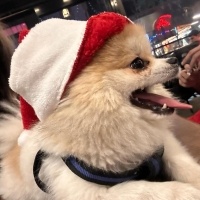 Pomeranyalı, Köpek  Ege fotoğrafı