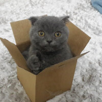 Scottish Fold, Kedi  ALİSYA&BOBO fotoğrafı