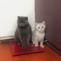 Scottish Fold, Kedi  ALİSYA&BOBO fotoğrafı