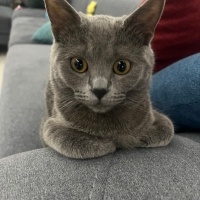 British Shorthair, Kedi  Mia fotoğrafı