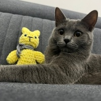 British Shorthair, Kedi  Mia fotoğrafı