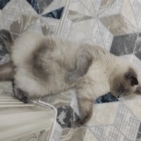 British Shorthair, Kedi  Mars fotoğrafı