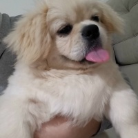 Pekingese, Köpek  Ares fotoğrafı