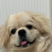Pekingese, Köpek  Ares fotoğrafı