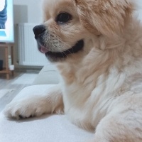 Pekingese, Köpek  Ares fotoğrafı