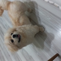 Pekingese, Köpek  Ares fotoğrafı