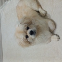 Pekingese, Köpek  Ares fotoğrafı