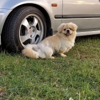 Pekingese, Köpek  Ares fotoğrafı