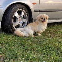 Pekingese, Köpek  Ares fotoğrafı