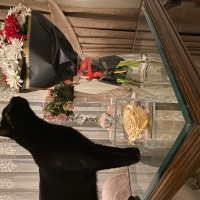Bombay, Kedi  Mırmır sütcü fotoğrafı