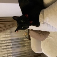 Bombay, Kedi  Mırmır sütcü fotoğrafı