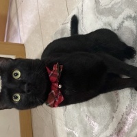 Bombay, Kedi  Mırmır sütcü fotoğrafı
