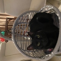 Bombay, Kedi  Mırmır sütcü fotoğrafı