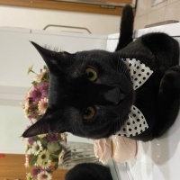 Bombay, Kedi  Mırmır sütcü fotoğrafı