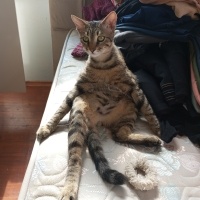 Tekir Kedi, Kedi  Sucuk fotoğrafı