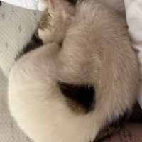 Tekir Kedi, Kedi  Şütlaç fotoğrafı